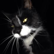 Blanding af racer Blacky