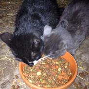 Blanding af racer Blacky