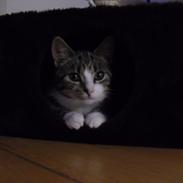 Huskat Misse