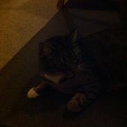 Blanding af racer Julius