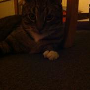 Blanding af racer Julius