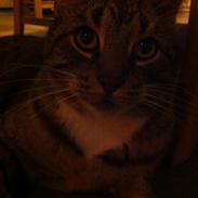 Blanding af racer Julius