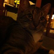 Blanding af racer Julius