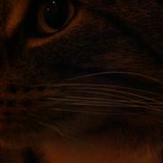 Blanding af racer Julius