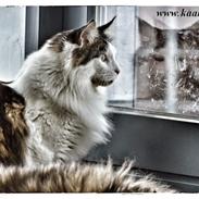 Maine Coon Bue