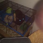 Devon Rex aquila 