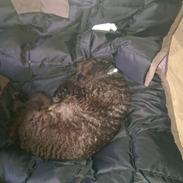 Devon Rex aquila 