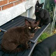 Devon Rex aquila 