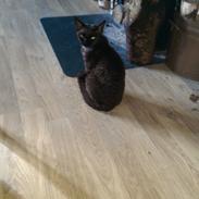 Devon Rex aquila 