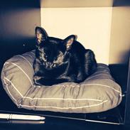 Blanding af racer Ninja