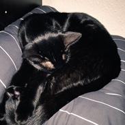 Blanding af racer Ninja