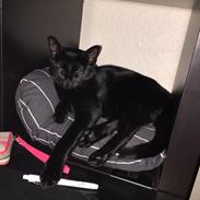 Blanding af racer Ninja