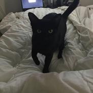 Blanding af racer Ninja