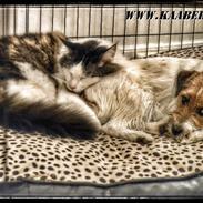 Maine Coon Bue