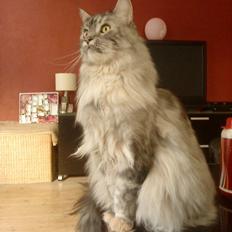Maine Coon Cocco