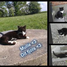 Huskat mulle (bamse)