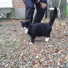 Huskat mulle (bamse)