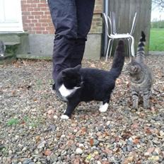 Huskat mulle (bamse)