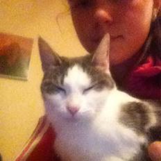 Blanding af racer Luna