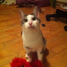 Blanding af racer Luna