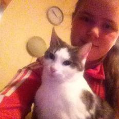 Blanding af racer Luna