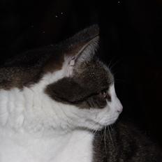 Blanding af racer Mio