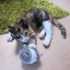 Huskat Missegårdens Jordbær Smoothie R.I.P