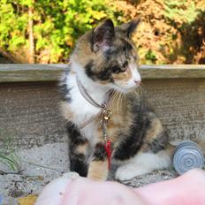 Huskat Missegårdens Jordbær Smoothie R.I.P