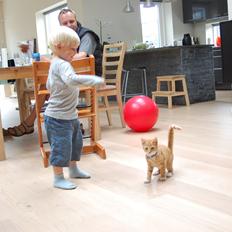 Huskat Baggårds Røde R.I.P