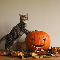 American Shorthair Fairy 4 U Ruby