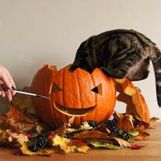 American Shorthair Fairy 4 U Ruby