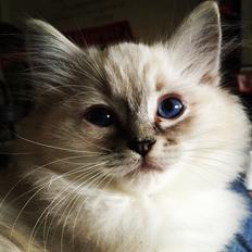 Ragdoll DK Vandoll Unbelievable Uno RAG n04 21