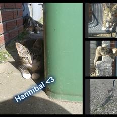 Huskat hannibal (Hanni)