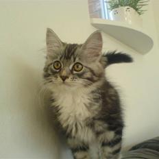 Blanding af racer Fine  (skatbas)