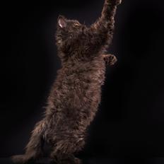 Selkirk Rex SGCA/TGC IP Lykken Curly Tsarina of Tzari