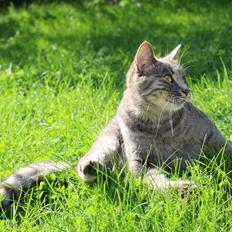 Blanding af racer Flicka<3