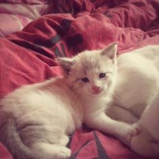 Huskat Mirakel missen