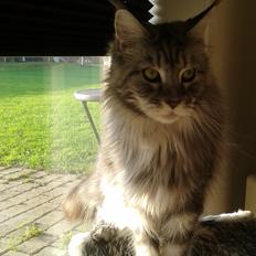 Maine Coon Julie