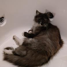 Norsk Skovkat Caroline Matilde