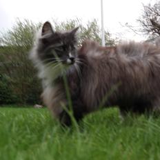 Norsk Skovkat Caroline Matilde