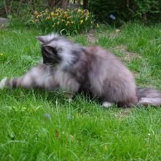 Norsk Skovkat Caroline Matilde