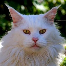 Maine Coon DK Napaloma`s Ghost