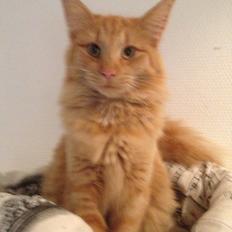 Norsk Skovkat S'Uncut Diamond Utopia