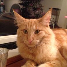 Norsk Skovkat S'Uncut Diamond Utopia