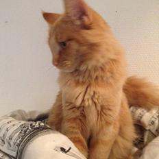 Norsk Skovkat S'Uncut Diamond Utopia