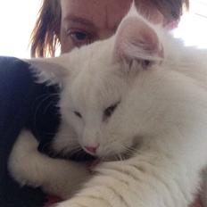 Norsk Skovkat Tripping 