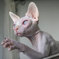 Sphynx Magnus Anat Her*PL - "Gustav"