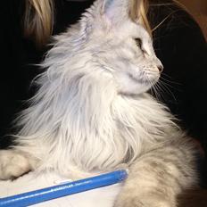 Maine Coon Sille