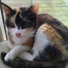 Blanding af racer Floffi