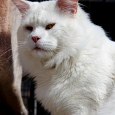 Maine Coon White Fang of Camusky Coon's